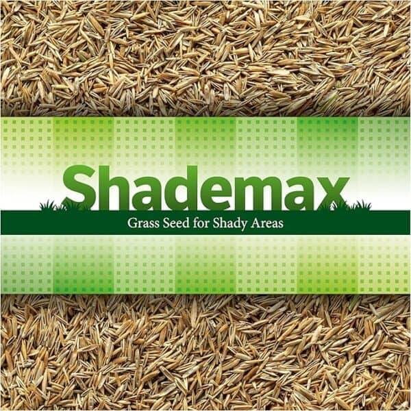Shademax - Grass Seeds for Shady Areas