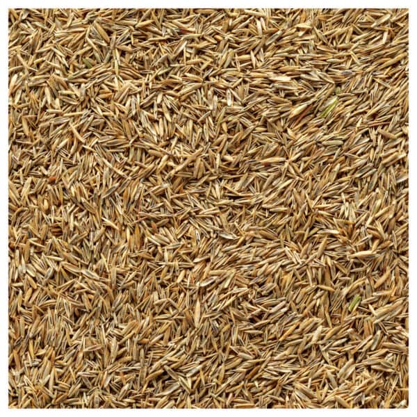 Lawnmax - Grass Seed economy mix - Image 4