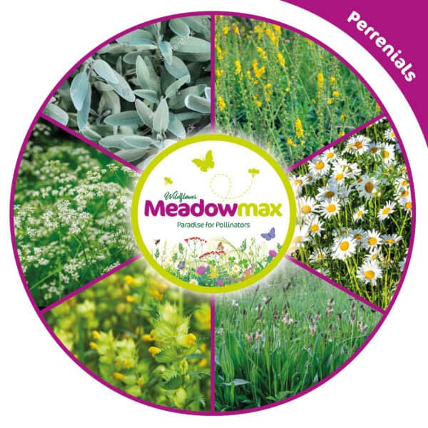 Meadowmax - Wildflower seeds UK - Image 3