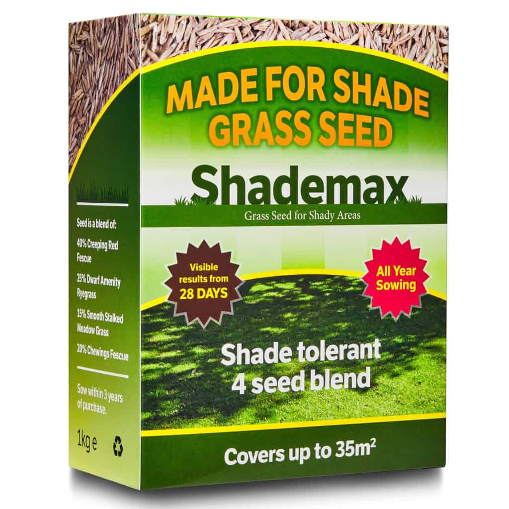 Shady lawn seed - part of full shade tolerant