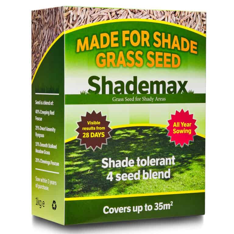 Shady lawn seed - part of full shade tolerant