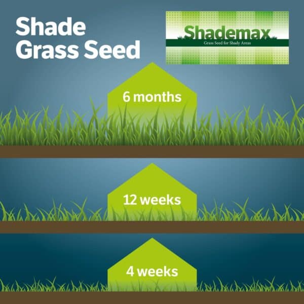 Shademax - Grass Seeds for Shady Areas - Image 2