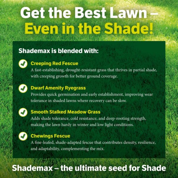 Shademax - Grass Seeds for Shady Areas - Image 3