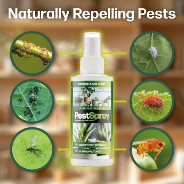 HousePlant Spray - Image 2