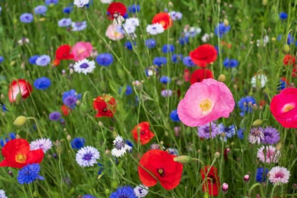 Meadowmax - Wildflower seeds UK - Image 4