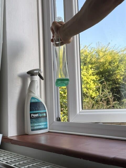 Cleaning a window frame before applying peppermint spider repellent