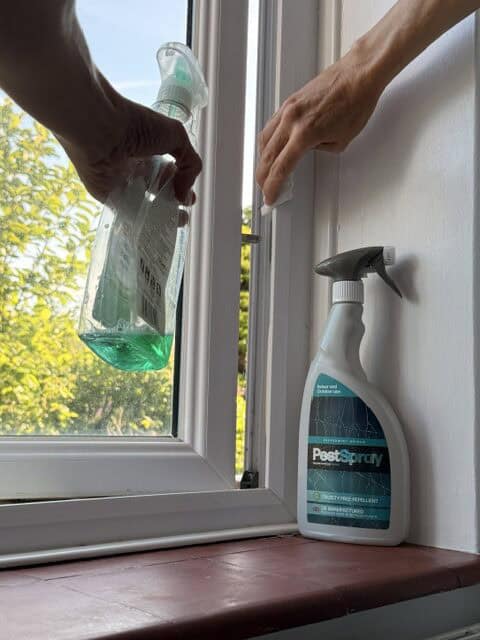 Spraying peppermint spider repellent around an open window frame