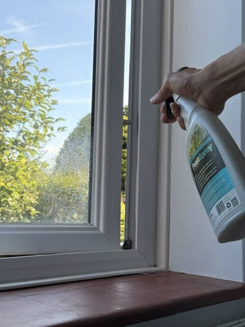 Treating window frames to help stop spiders entering the home