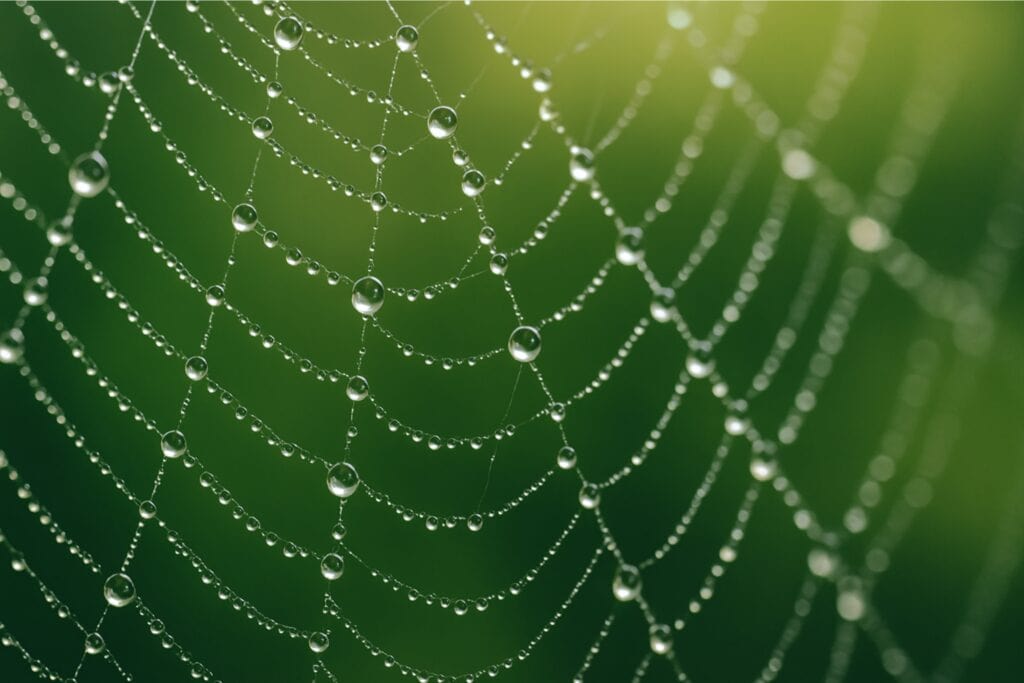 Spiders web outdoors